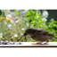 Amillianna Sunflower Seeds Bird Seed