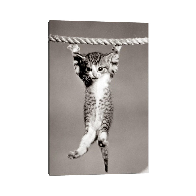 1950s Little Kitten Hanging From Rope Looking At Camera by Vintage Images - Wrapped Canvas Print