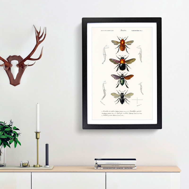 Flying Insect Illustrations PL.1 by Charles d'Orbigny - Picture Frame Graphic Art Print, Black Framed
