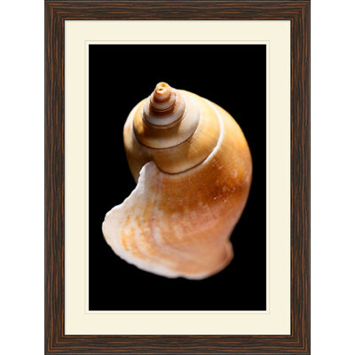 Large Shell 8 Print