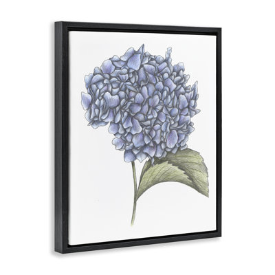 Cadre flottant hydrangea croquis, conception de Cecilia Battaini
