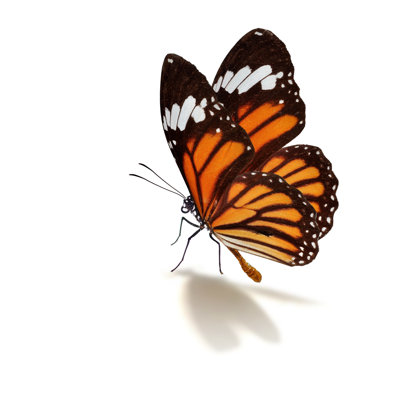 Ihlen Monarch Butterfly - Wrapped Canvas Print