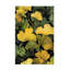 Art sur toile 15, bolognaise, feuilles de ginko Biloba-105647502