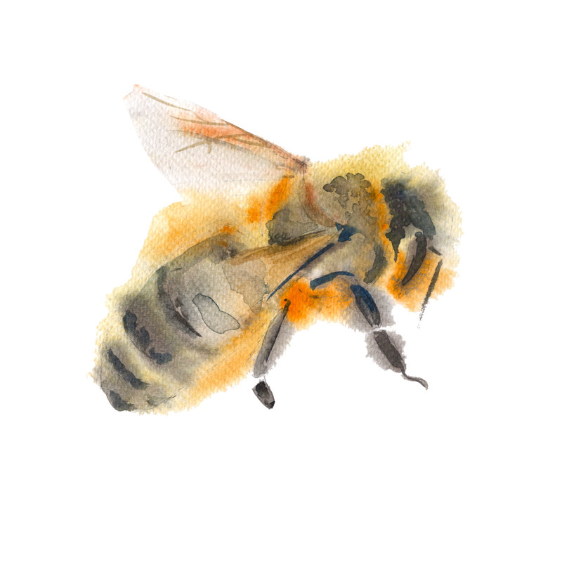 Flying Bee by Luchioly - Wrapped Canvas Painting, 76cm H x 76cm W