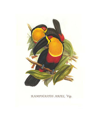 " Ariel Toucan " by John Gould