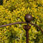 Isiah Animals Metal Garden Statue