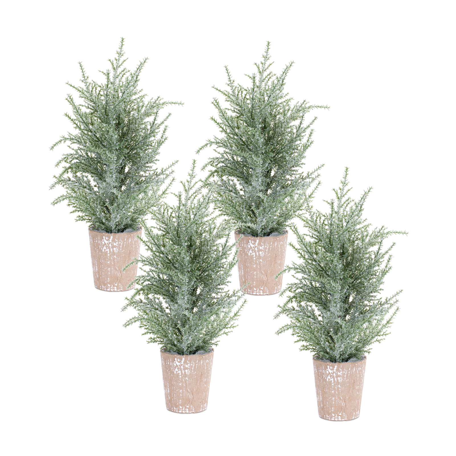 15" Pine Plant in Pot