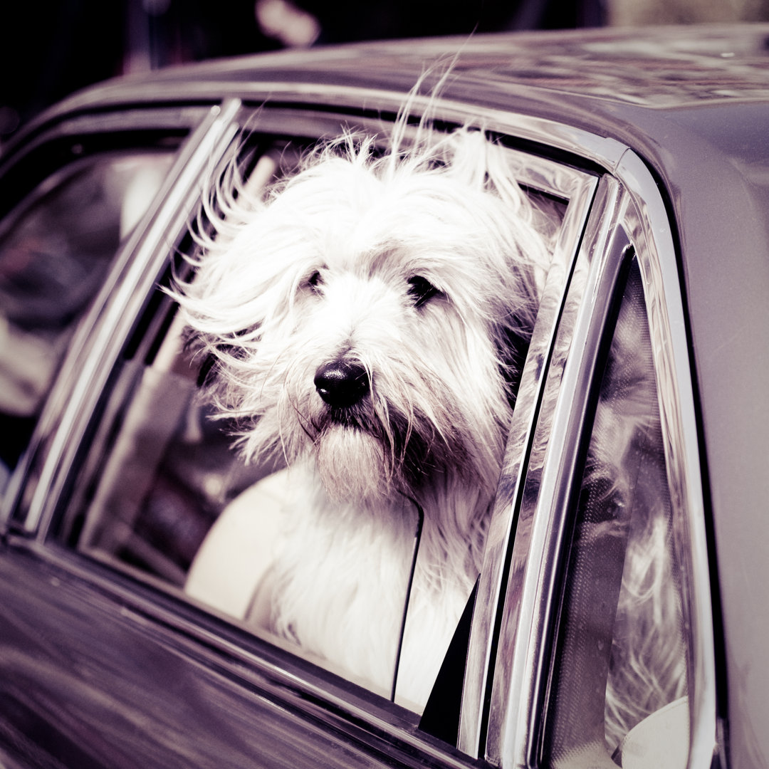 West Highland White Terrier von Ferrantraite - Kunstdrucke auf Leinwand ohne Rahmen