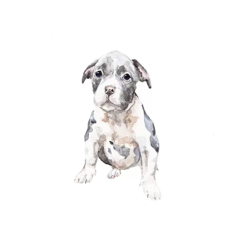 Pit Bull Puppy by Wandering Laur - Wrapped Canvas Painting, 30.48 cm H x 30.48 cm W