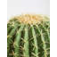 30cm Faux Cactus Plant in Pot