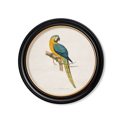 Blue & Yellow Macaw by Mid-1800s - Single Picture Frame Print on Archival Matt 230gsm Paper