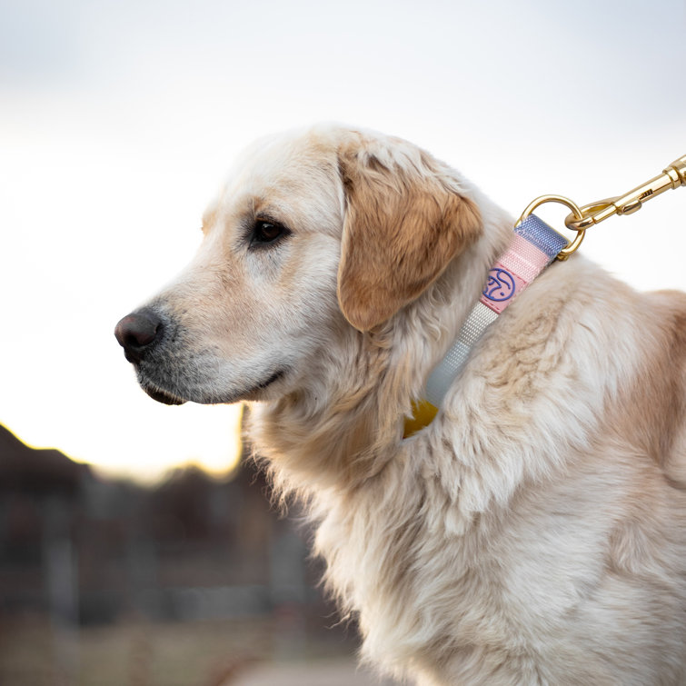 Dog Collar Donut Heavy Duty Pet Collar Adjustable Leather Dog Collar  Diamond Decor Buckle Collar for Small Medium Large Pet Dog Collar Wide