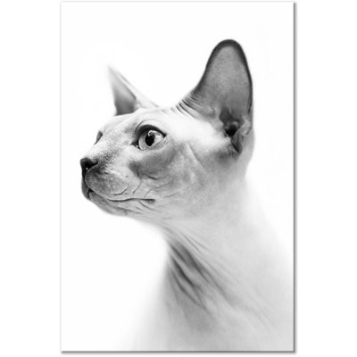 " Hairless Cat "