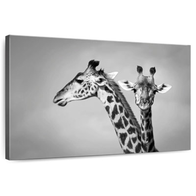 Gros plan sur des girafes de Brampt
