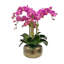 Fuchsia in Pot