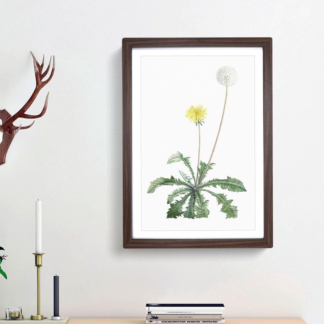Blooming Dandelion by Pierre-Joseph Redoute - Picture Frame Painting Print