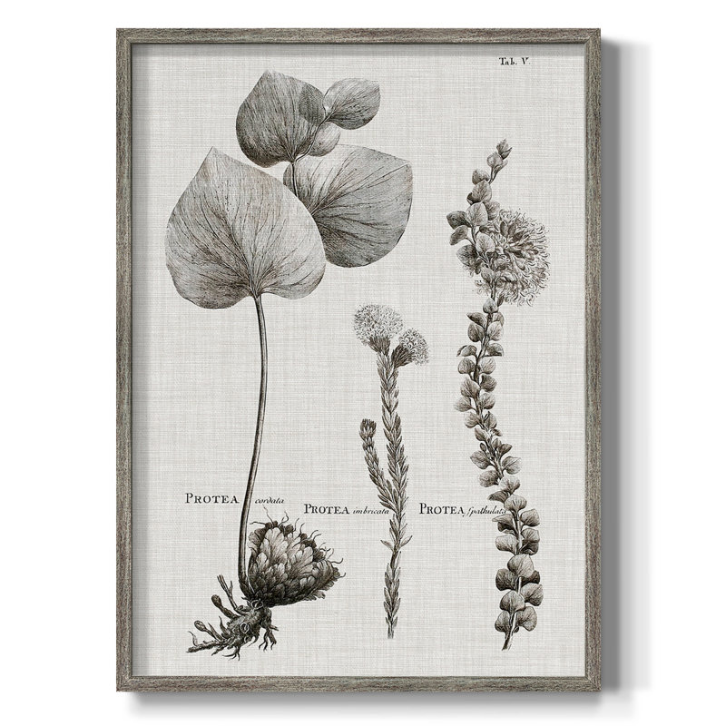 «Black & White Protea on Linen II», reproduction encadrée - bois massif, H 11 po x l 9 po