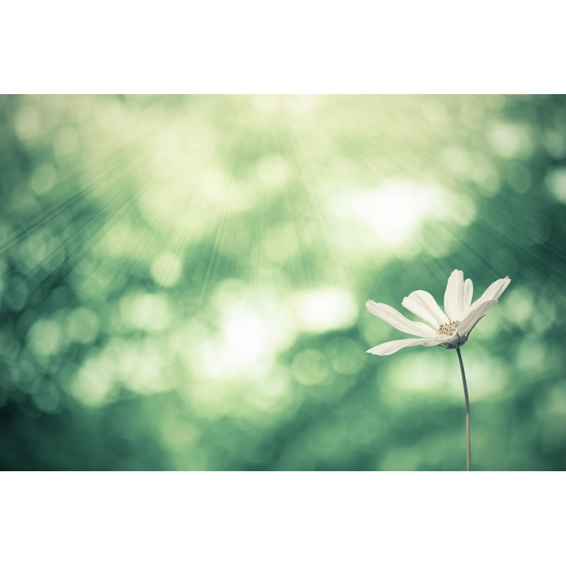 Daisies flower 1 Piece Wrapped Canvas Wall Art, 20cm H x 30cm W