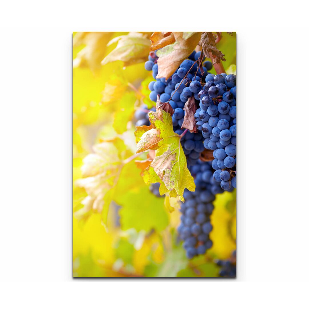 Leinwandbild Blaue Weinrebe im Herbst