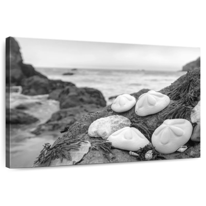 White Crescent Beach Shells IV, 16" H x 24" W