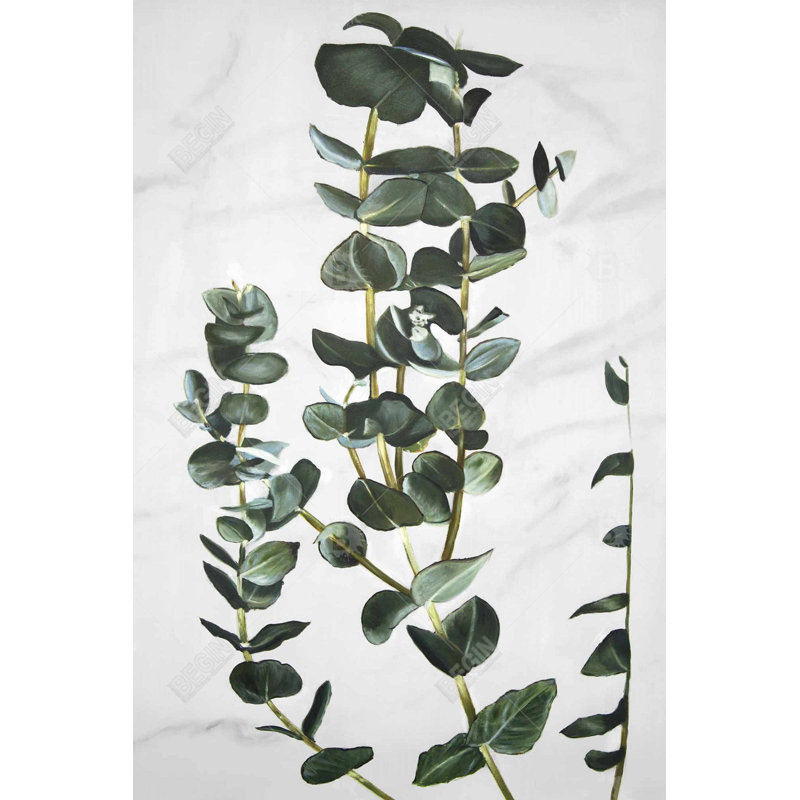 " Eucalyptus Stems "