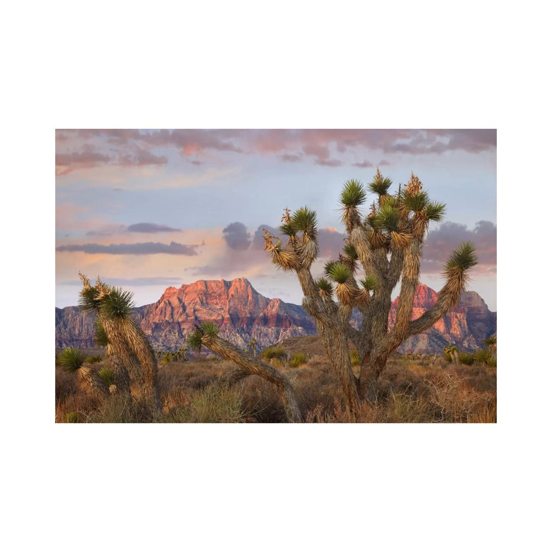 Joshua Tree and Spring Mountains at Red Rock Canyon National Conservation Area near Las Vegas, Nevada 1 Piece Wrapped Canvas Wall Art
