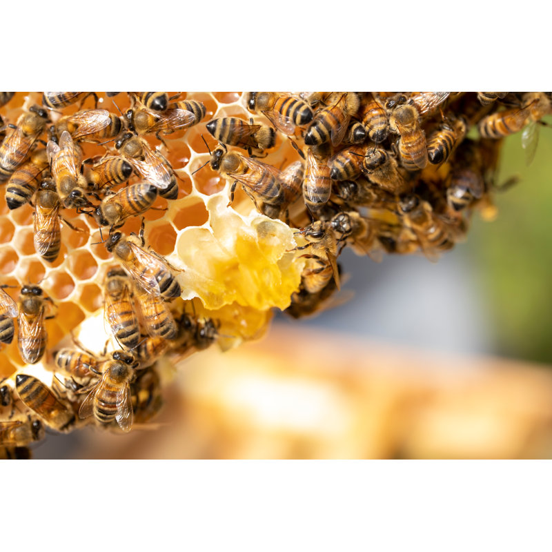 Chartierville Closeup Of Bees - Wrapped Canvas Print, 61cm H x 91cm W x 3.8cm D