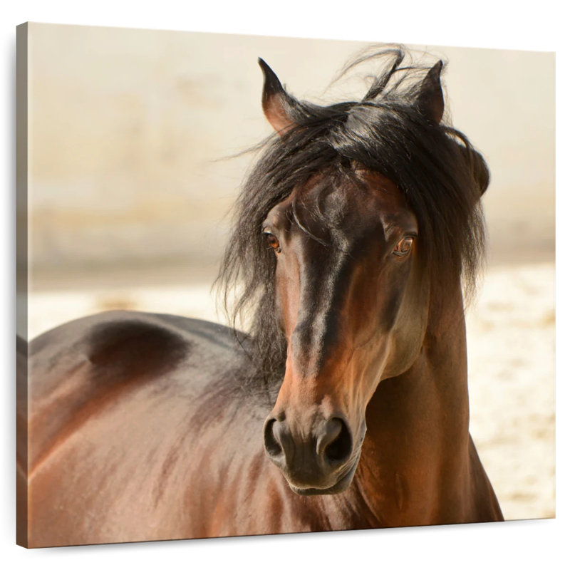 Brampt Brown Casanova, 39" H x 39" W