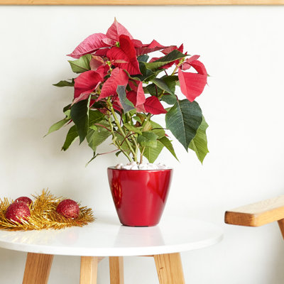 2 pots de fleurs rouges à cône rond - pour l'entretien des plantes et les jardins merveilleux, anniversaire, fête des pères, jardinière intelligente pour la fête des mères, idéal pour les amateurs de jardin