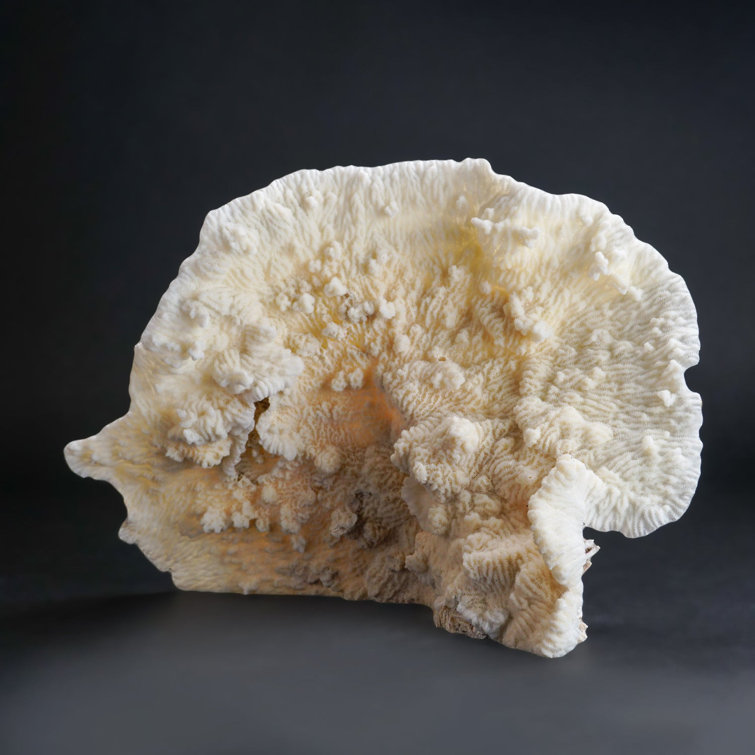 Genuine white coral & - Gem