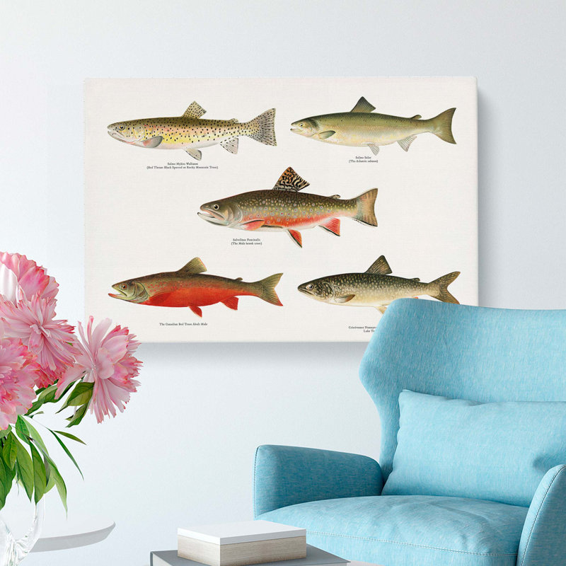 Selection Of Fishes From North America Fish by Sherman F. Denton - Wrapped Canvas Painting, 35cm H x 50cm W x 3cm D