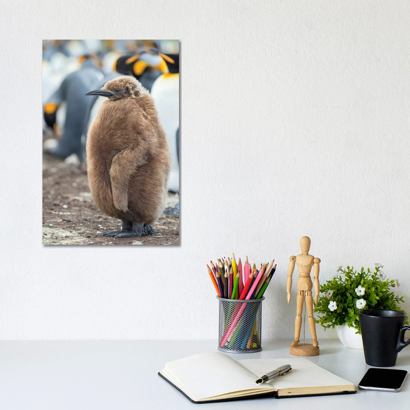 King Penguin Chick With Brown Plumage, Falkland Islands. by Martin Zwick - Wrapped Canvas Print, 20.32 cm H x 30.48 cm W
