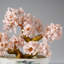 Véritable bonsaï quartz rose en pot ovale en céramique (7 po)