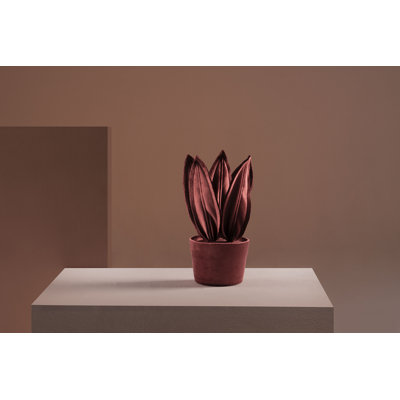 Mini Marsala de la plante serpent