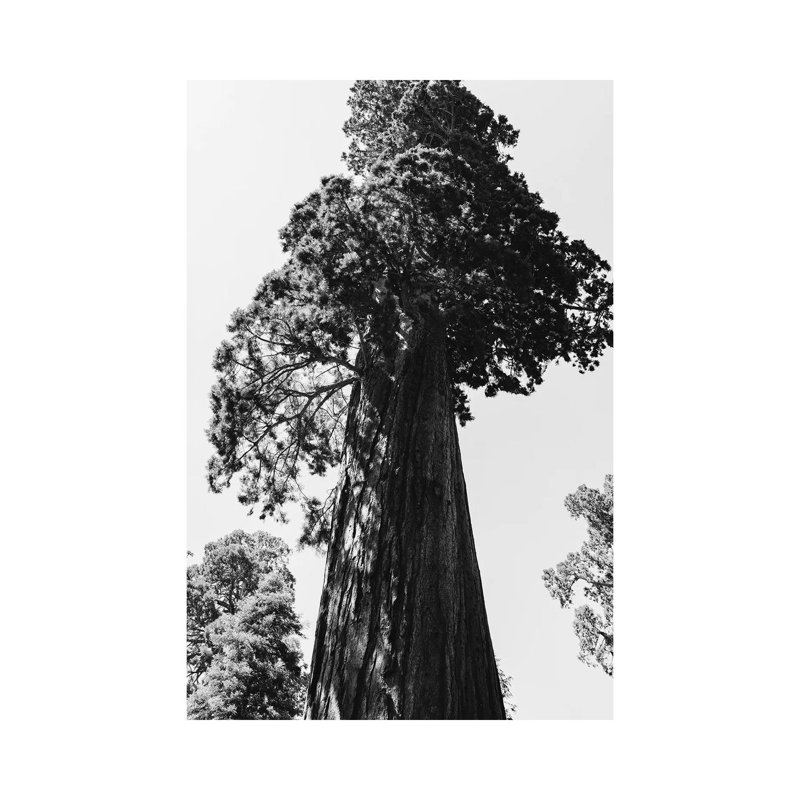 Sequoia National Park VI by Bethany Young - Print on Canvas, Wrapped Canvas, 30.48cm H x 20.32cm W x 1.91cm D