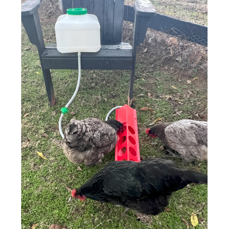 Ensemble d'arrosage automatique pour poulets