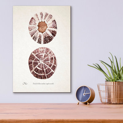  «Sienna Shell Collector 2» par Annie Warren, art mural en verre acrylique, 12 po x 16 po