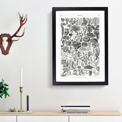 Coral Polyp Study by Oliver Goldsmith - Picture Frame Painting Print