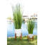 Herbe d'oignon artificielle en pot-1315497337