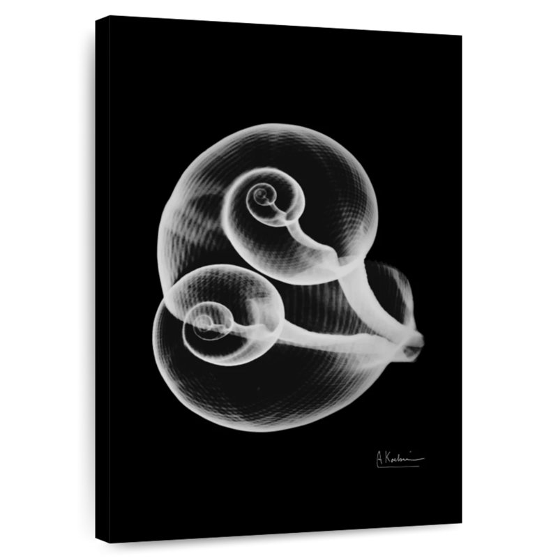 Aletra Conjoined Shells, 45" H x 30" W