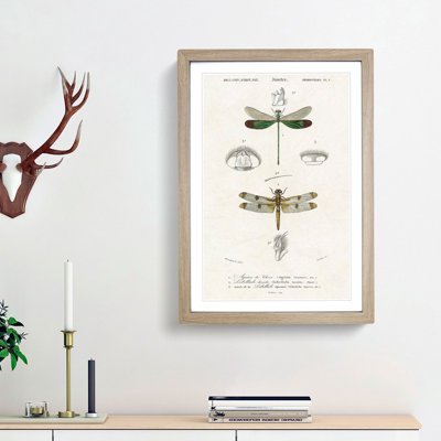 Dragonfly Illustrations PL. L by Charles d' Orbigny - Picture Frame Painting Print