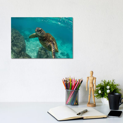 Green Sea Turtle Swimming In The Pacific Ocean, Hawaii, USA by Panoramic Images - Wrapped Canvas Print