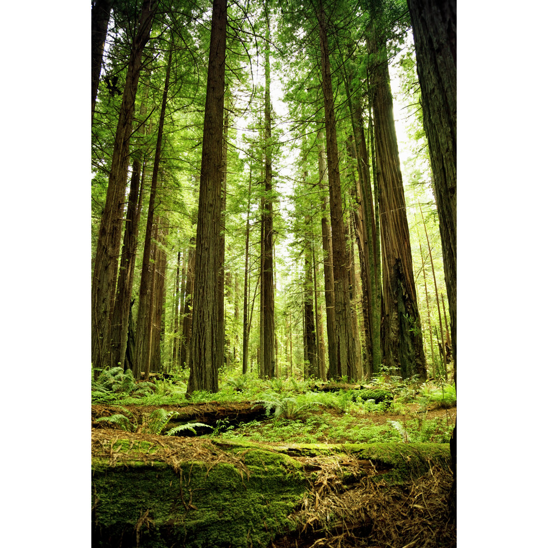 Sequoia National Park von Powerofforever - Druck ohne Rahmen auf Leinwand