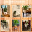 Donan Plant Stand-1885109217