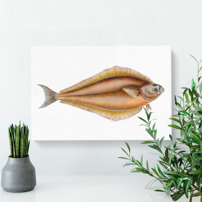 Atlantic Halibut Fish by Edward Donovan - Wrapped Canvas Painting Pint