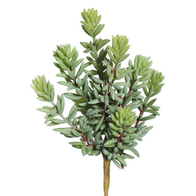 Sedum Arrangement