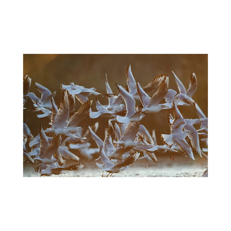 Gulls At Sunrise I by Mateusz Piesiak - Wrapped Canvas Print, 66.04 cm H x 45.72 cm W x 3.175 cm D