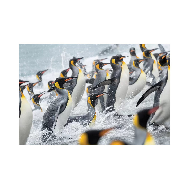 King Penguin Rookery On Salisbury Plain In The Bay Of Isles. South Georgia Island by Martin Zwick - Wrapped Canvas Print