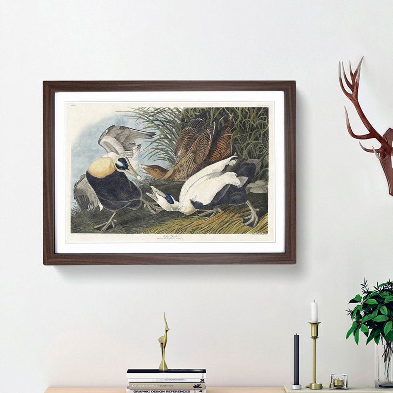 Eider Duck by John Audubon - Picture Frame Painting Print, 27cm H x 36cm W x 2cm D, Walnut Framed
