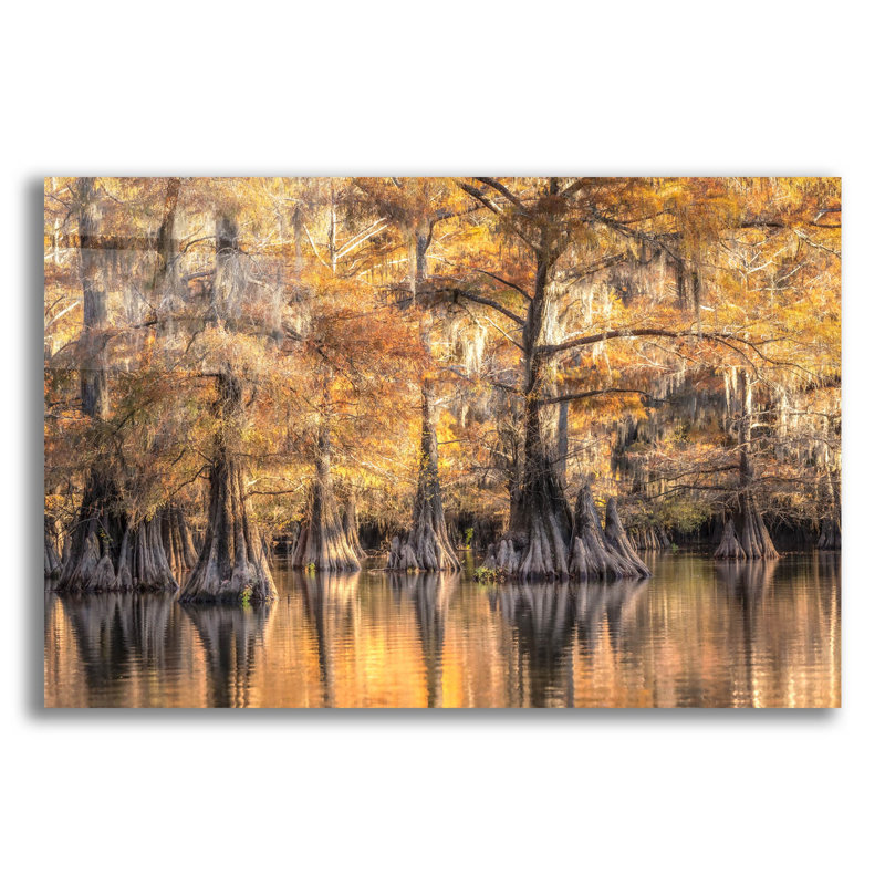  «Bayou Light 1» par Danny Head, art mural en verre acrylique, 24 po x 16 po, H 16 po x l 24 po